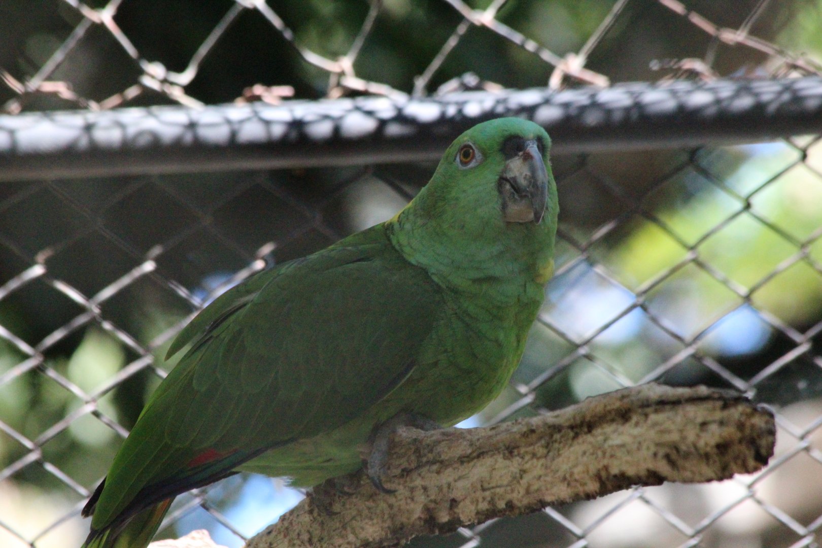 Yellow-naped Parrot - Mar 2019