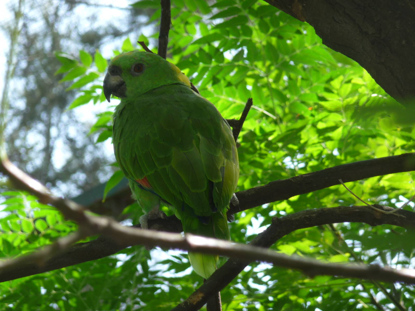 yellow naped parrot zoologico de irapuato