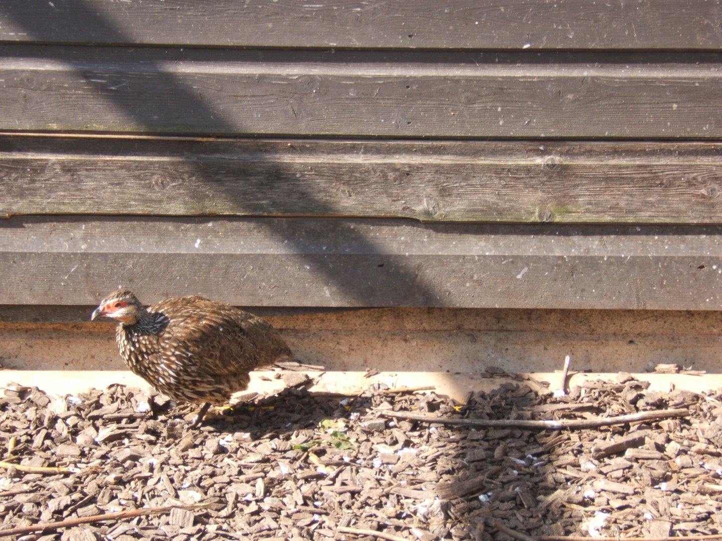 Yellow-necked Francolin 13/04/2019