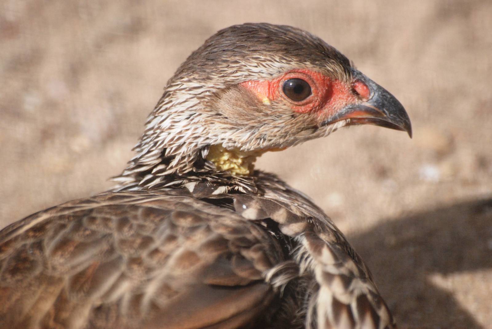 Yellow-necked Francolin at Prague, 25/08/12
