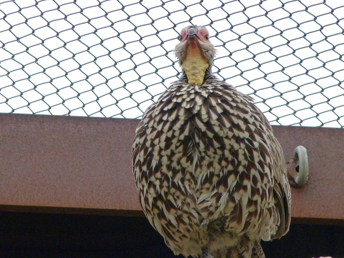 Yellow-necked francolin -Bioparc de Doué la Fontaine (2025)