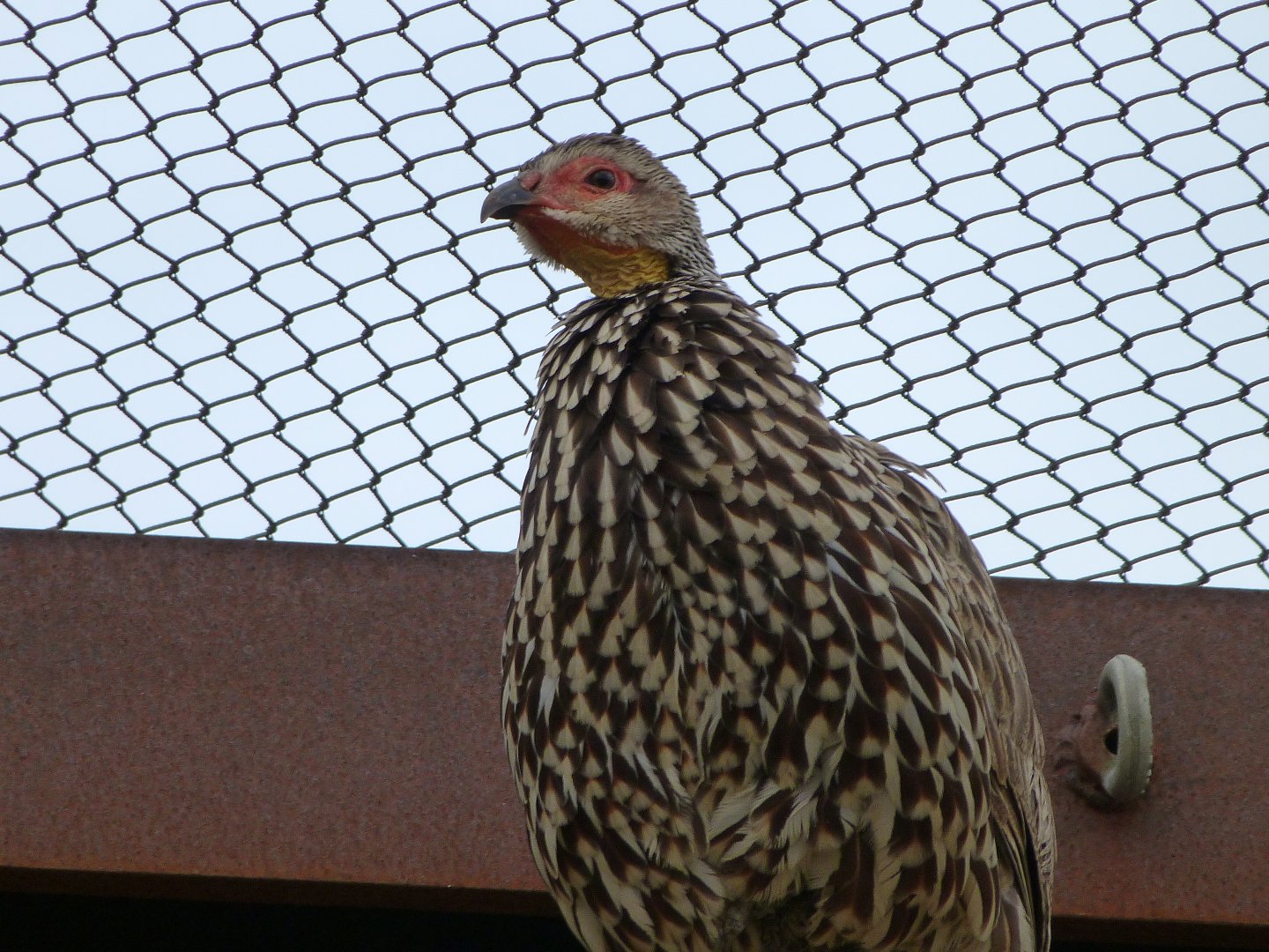 Yellow-necked francolin -Bioparc de Doué la Fontaine (2025)