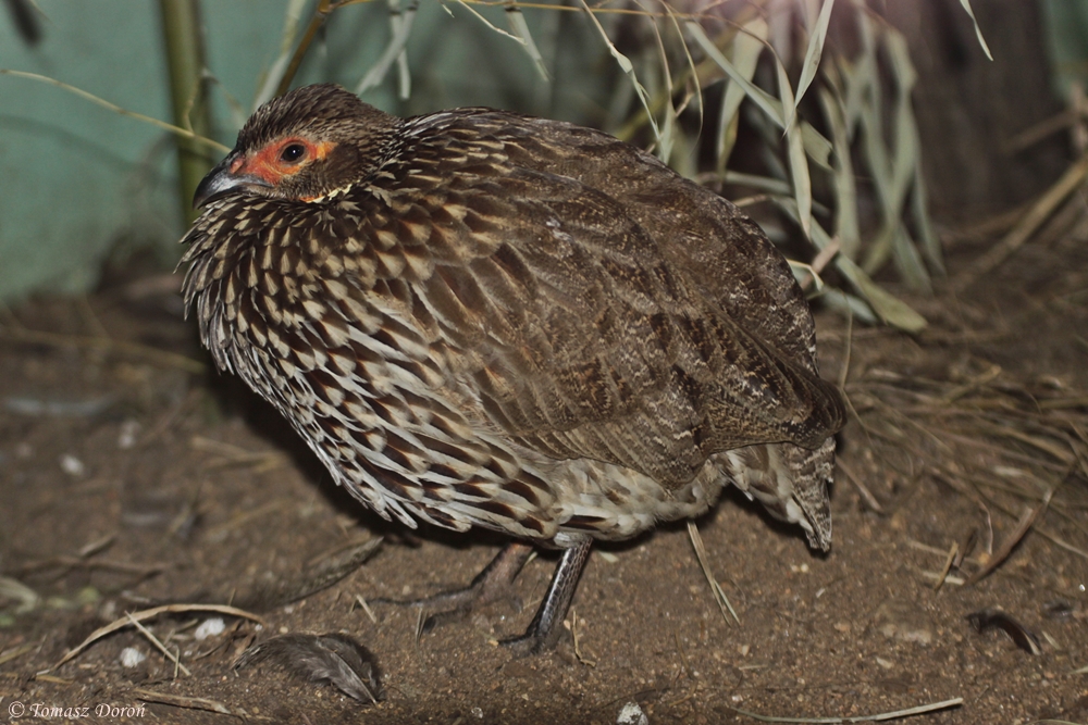 Yellow-necked Francolin (Francolinus leucoscepus)