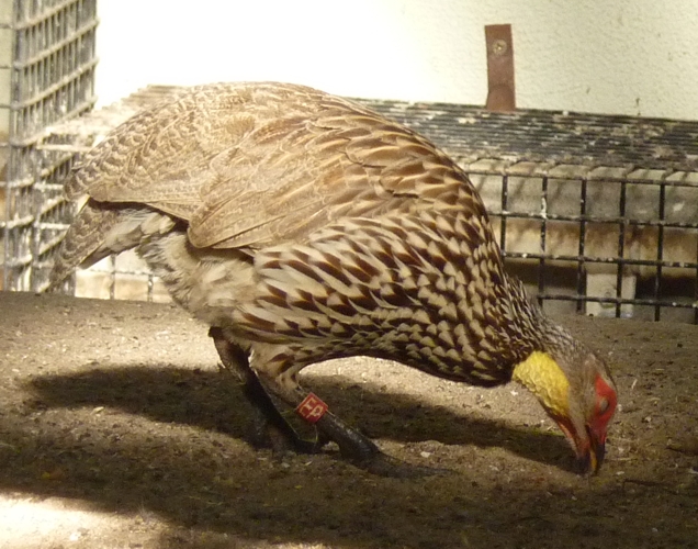 Yellow-necked francolin (Francolinus leucoscepus)
