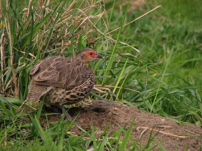 Yellow-necked francolin @ Prague zoo