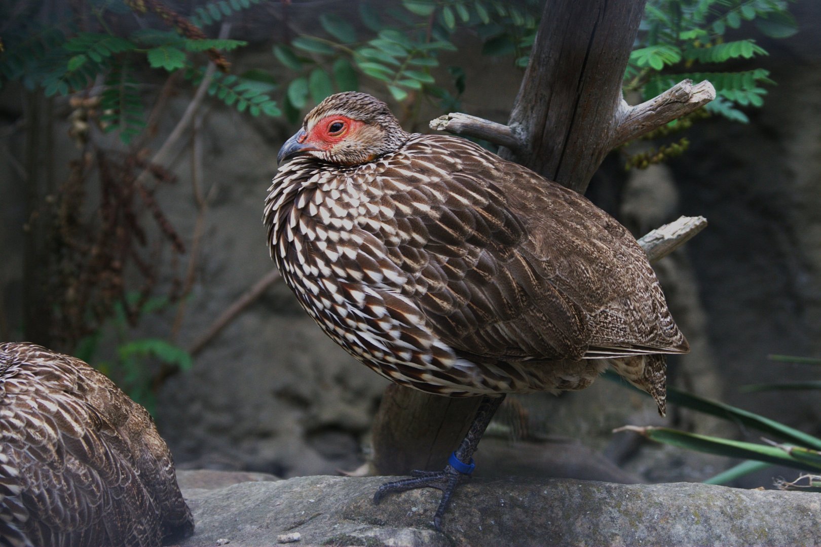 Yellow-necked Francolin (Pternistis leucoscepus), 16-09-25