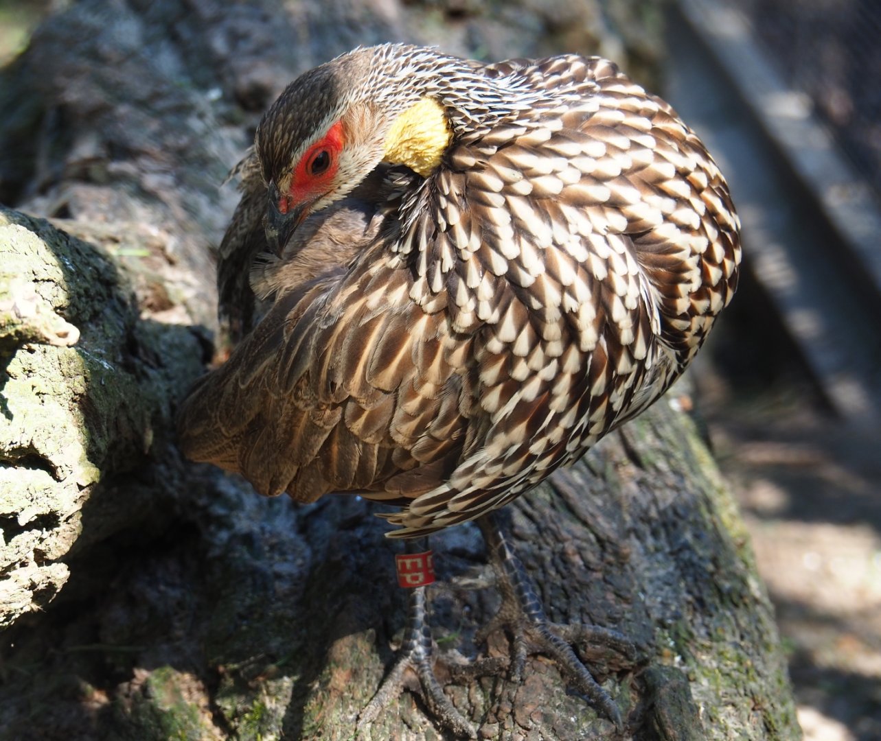 Yellow-necked francolin (Pternistis leucoscepus), 2019-04-20