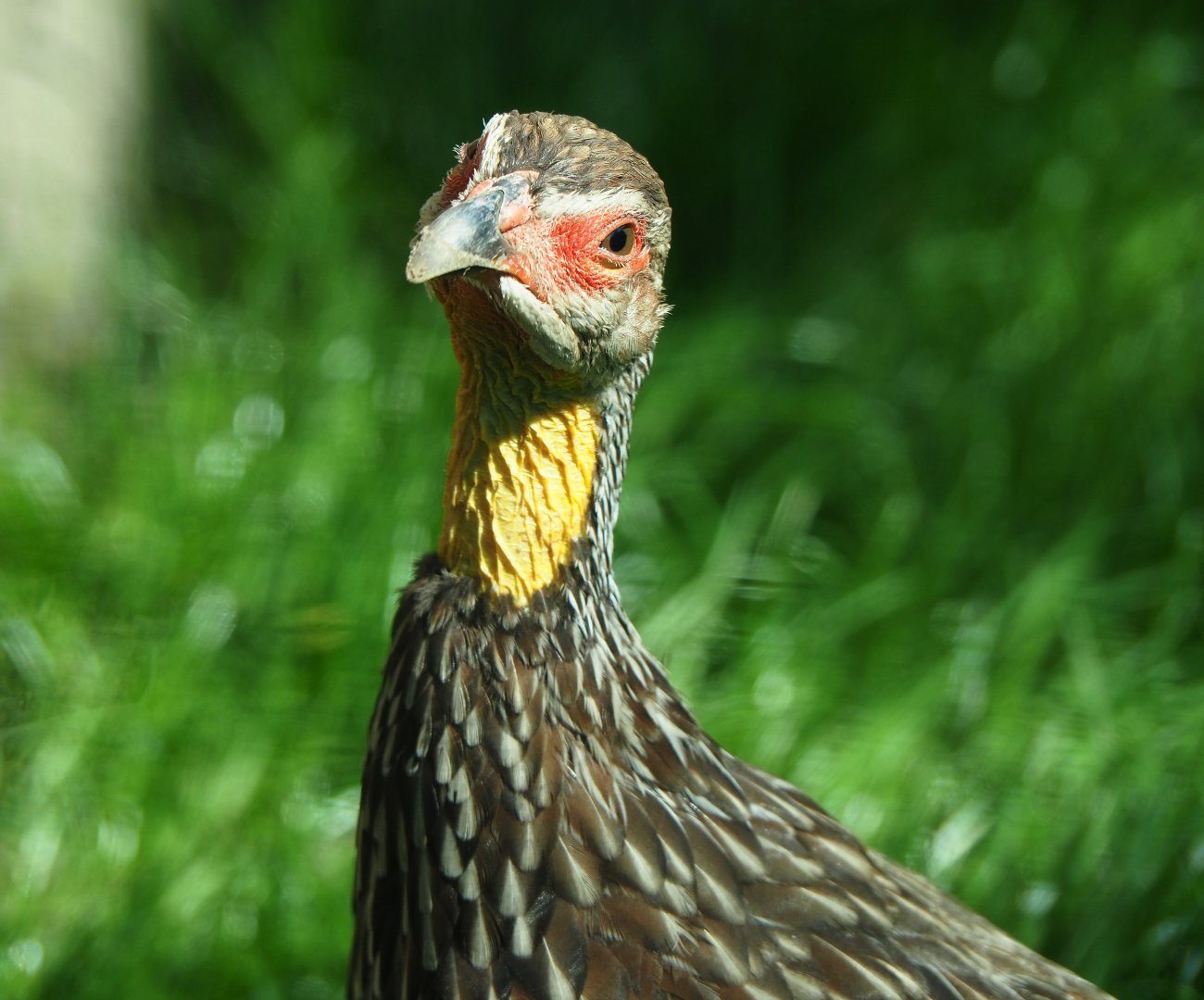Yellow-necked francolin (Pternistis leucoscepus), 2019-04-20