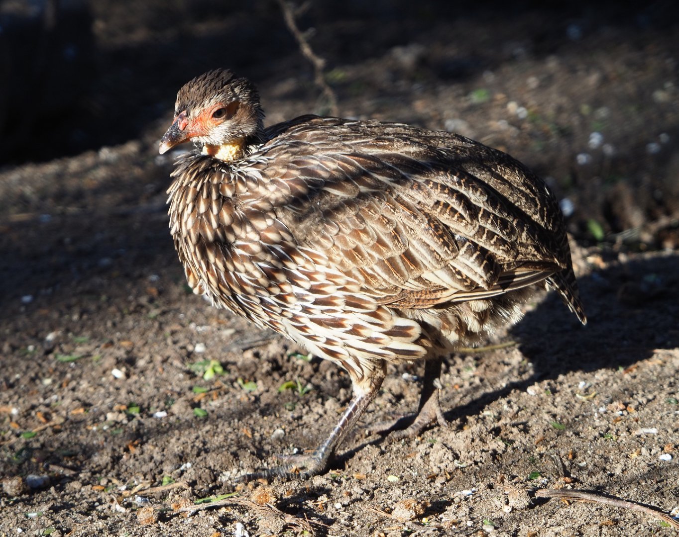 Yellow-necked francolin (Pternistis leucoscepus), 2019-12-30