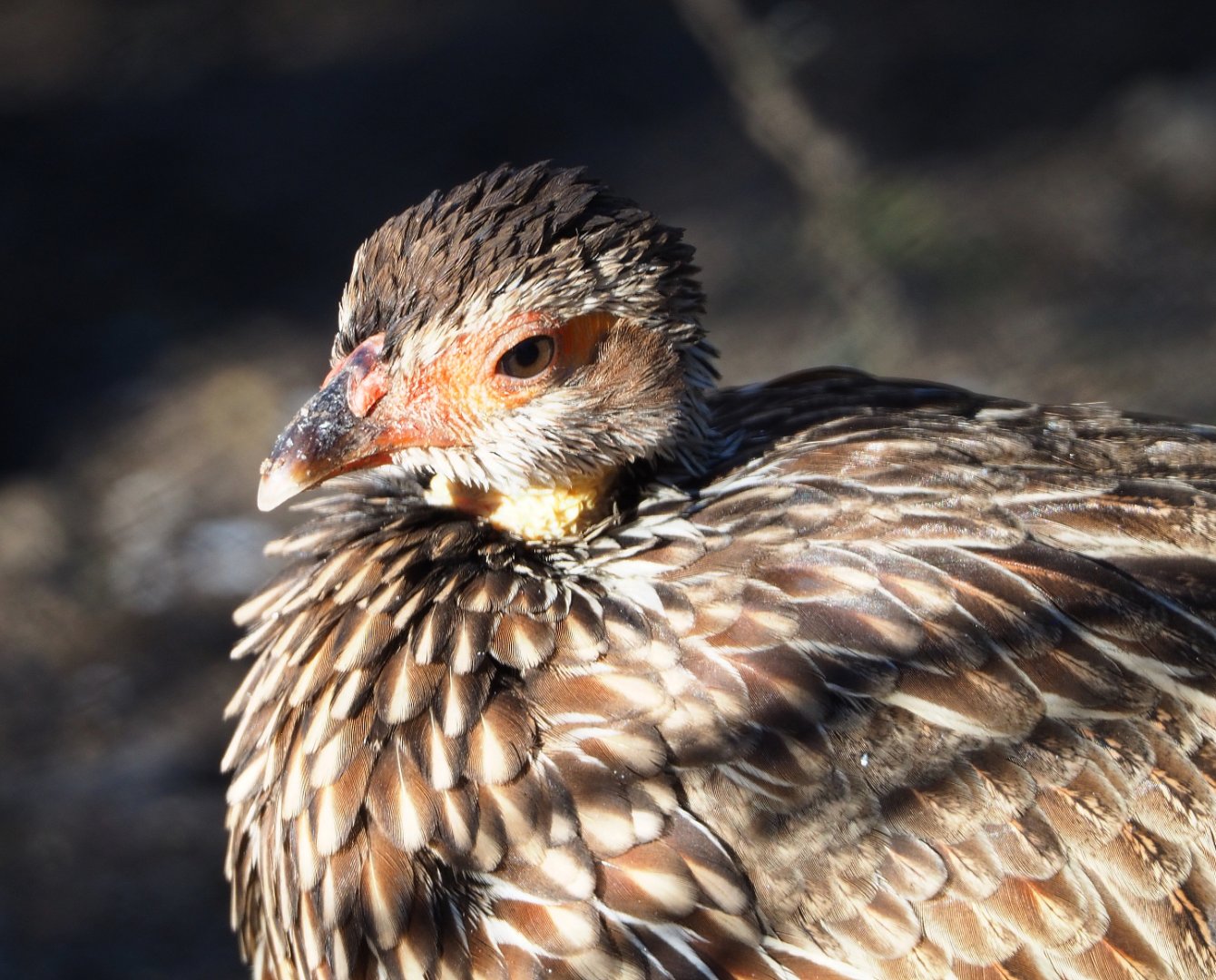Yellow-necked francolin (Pternistis leucoscepus), 2019-12-30