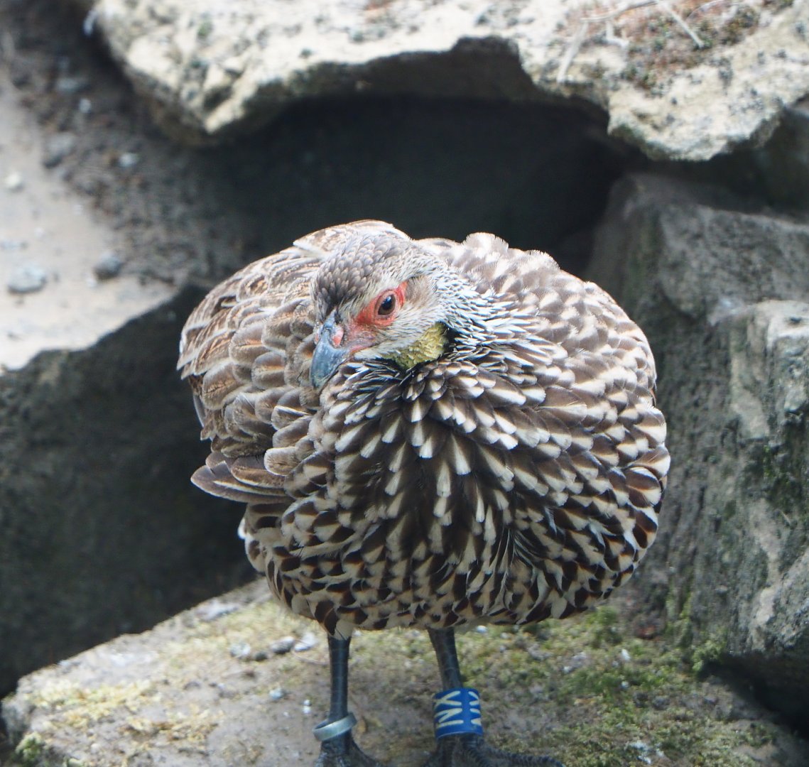 Yellow-necked francolin (Pternistis leucoscepus), 2020-05-24