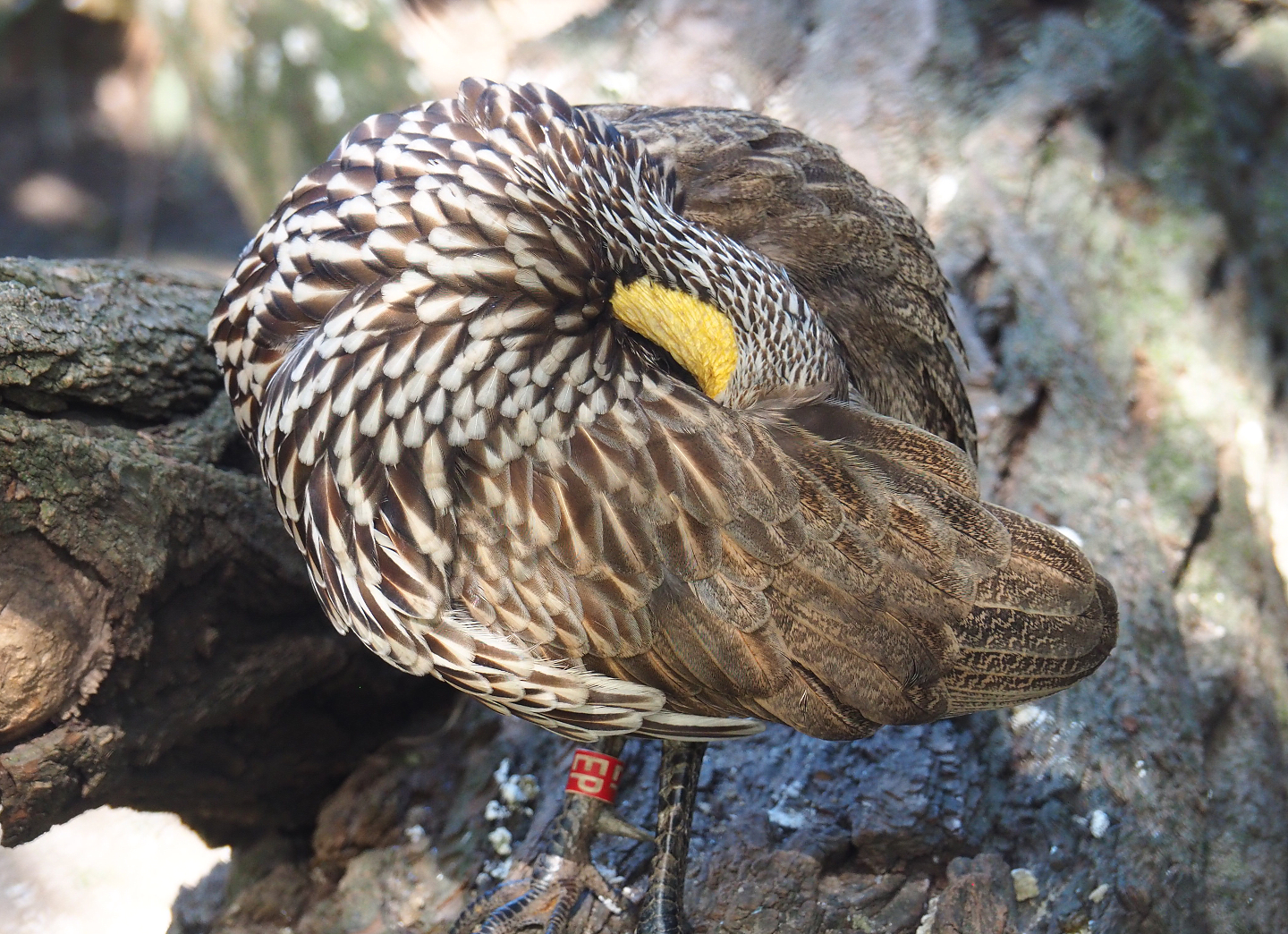 Yellow-necked francolin (Pternistis leucoscepus), 2020-09-20
