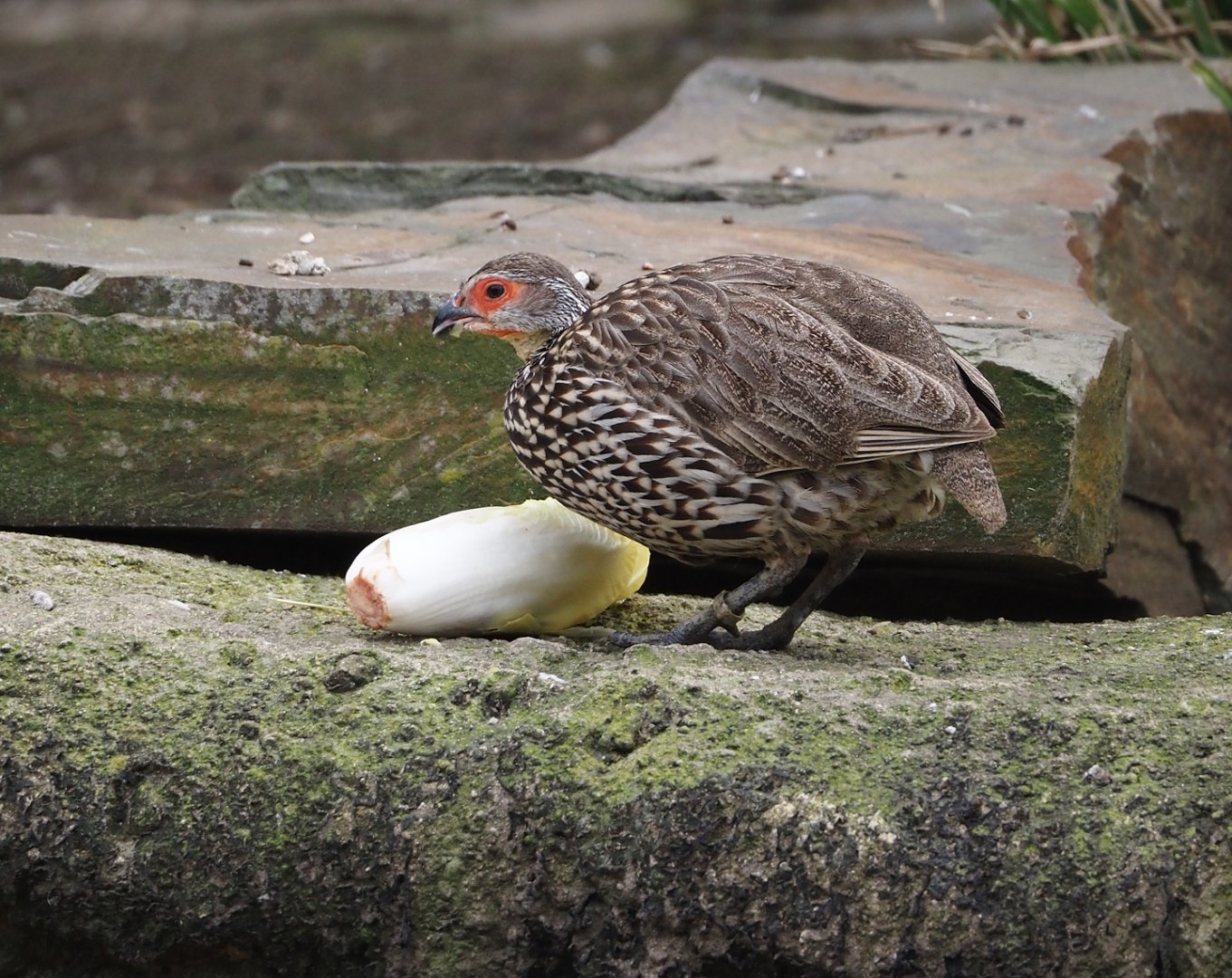 Yellow-necked francolin (Pternistis leucoscepus), 2024-03-09