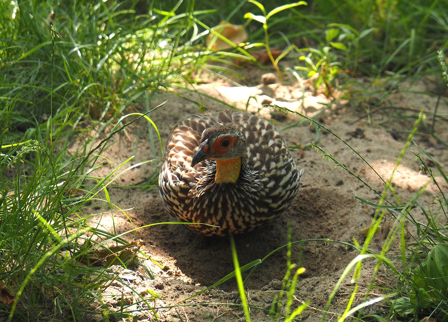 Yellow-necked francolin (Pternistis leucoscepus), 2024-06-30