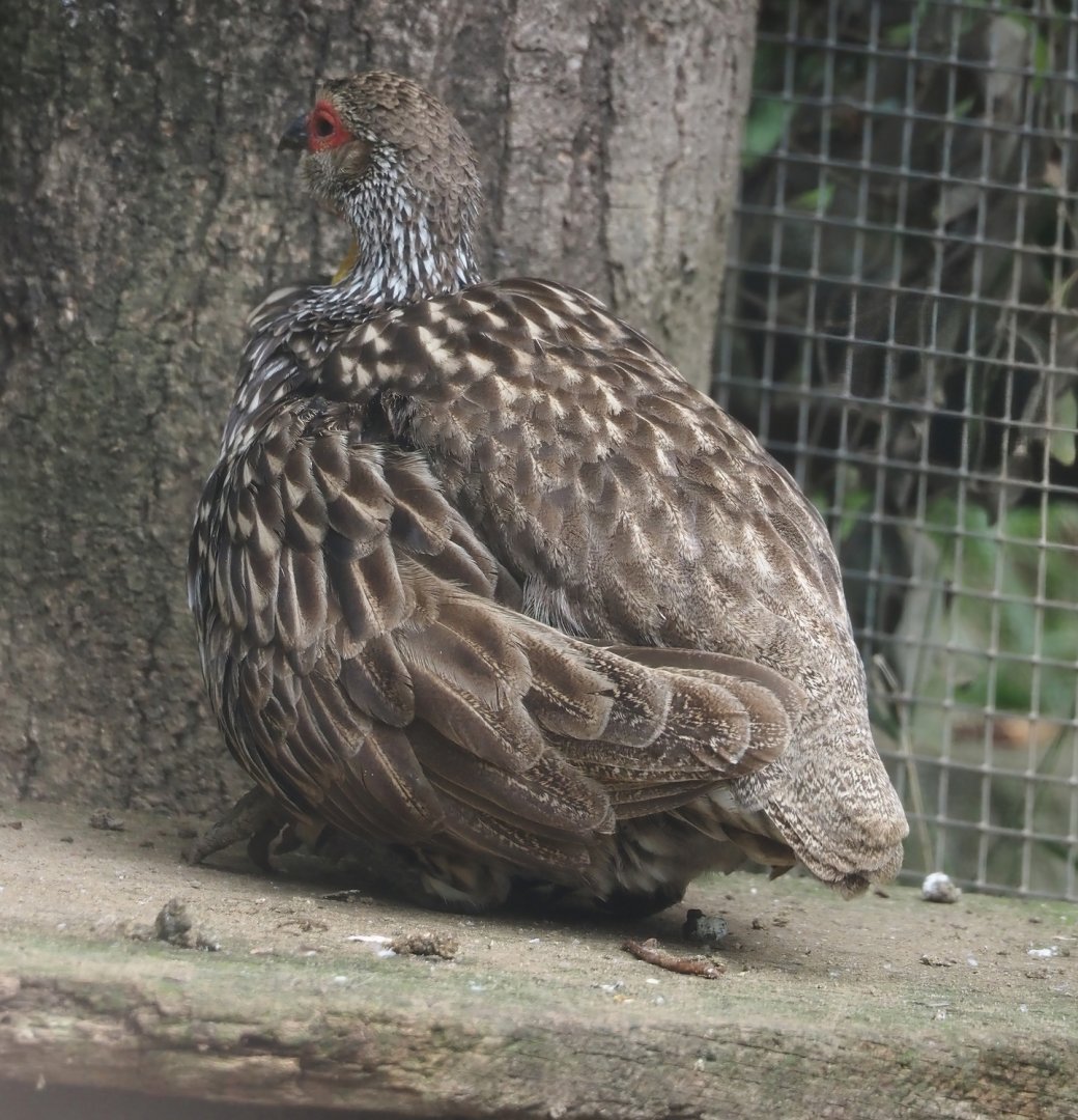 Yellow-necked francolin (Pternistis leucoscepus), 2024-08-05