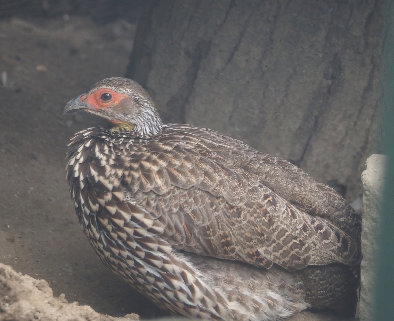 Yellow-necked francolin (Pternistis leucoscepus), 2024-08-05