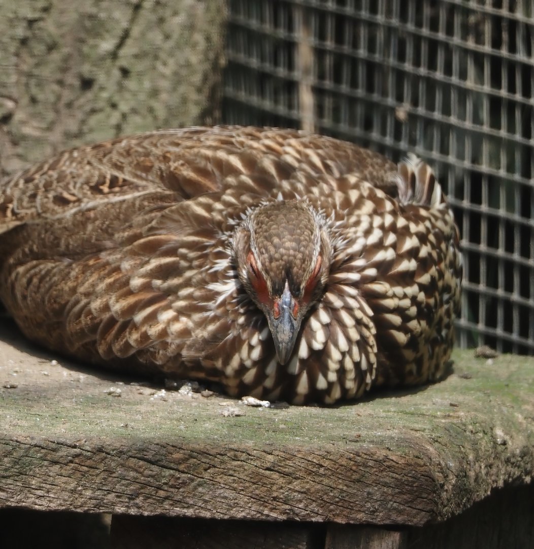 Yellow-necked francolin (Pternistis leucoscepus), 2024-08-05