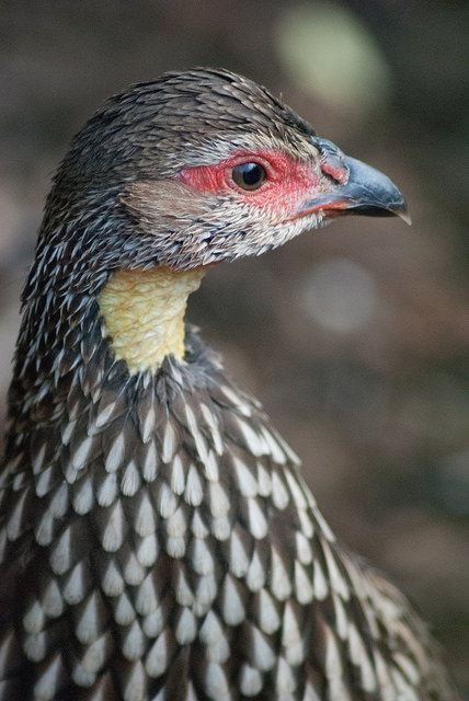 Yellow-necked francolin (Pternistis leucoscepus)