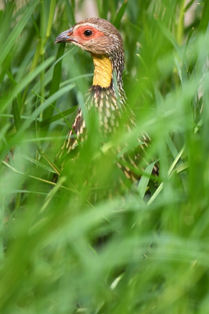 Yellow-necked francolin (Pternistis leucoscepus)