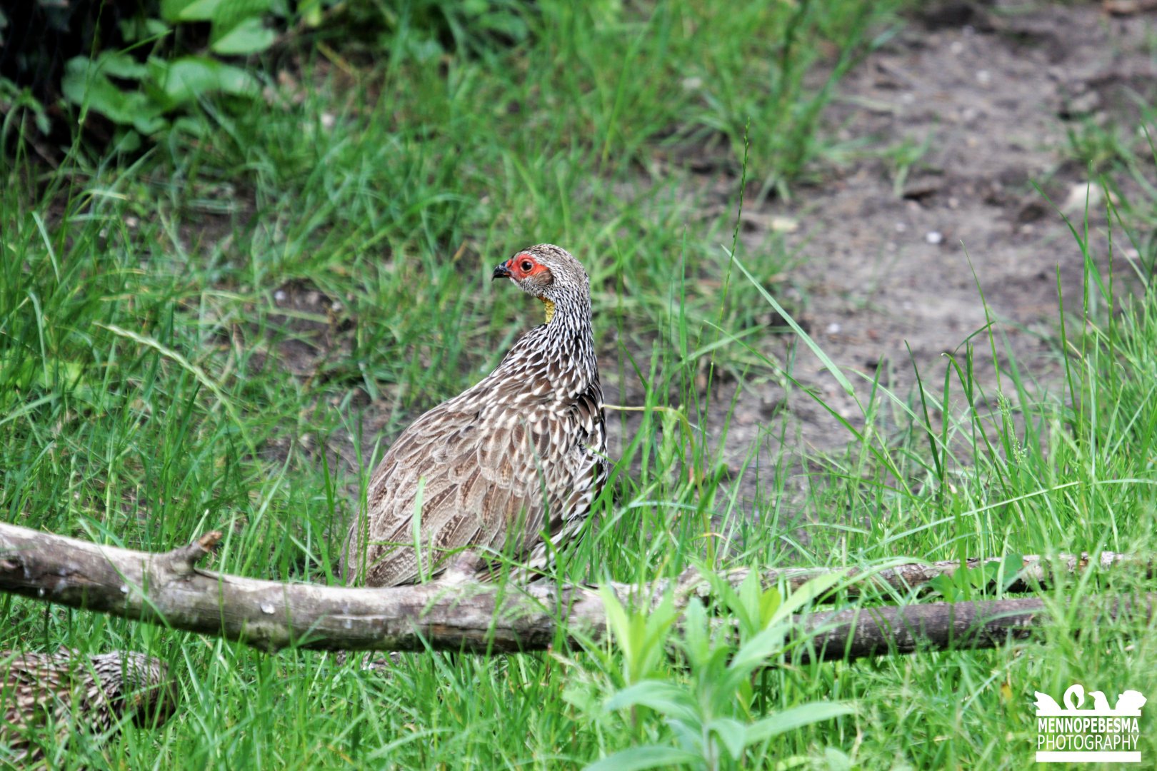 Yellow-necked francolin (Pternistis leucoscepus)