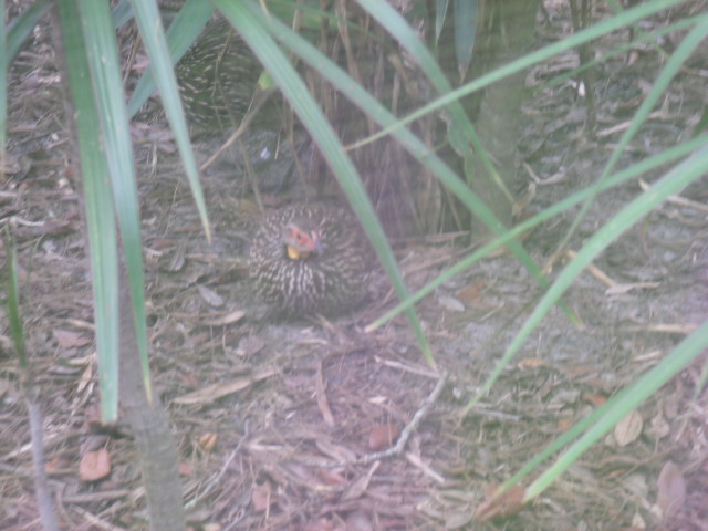 Yellow-Necked Francolin