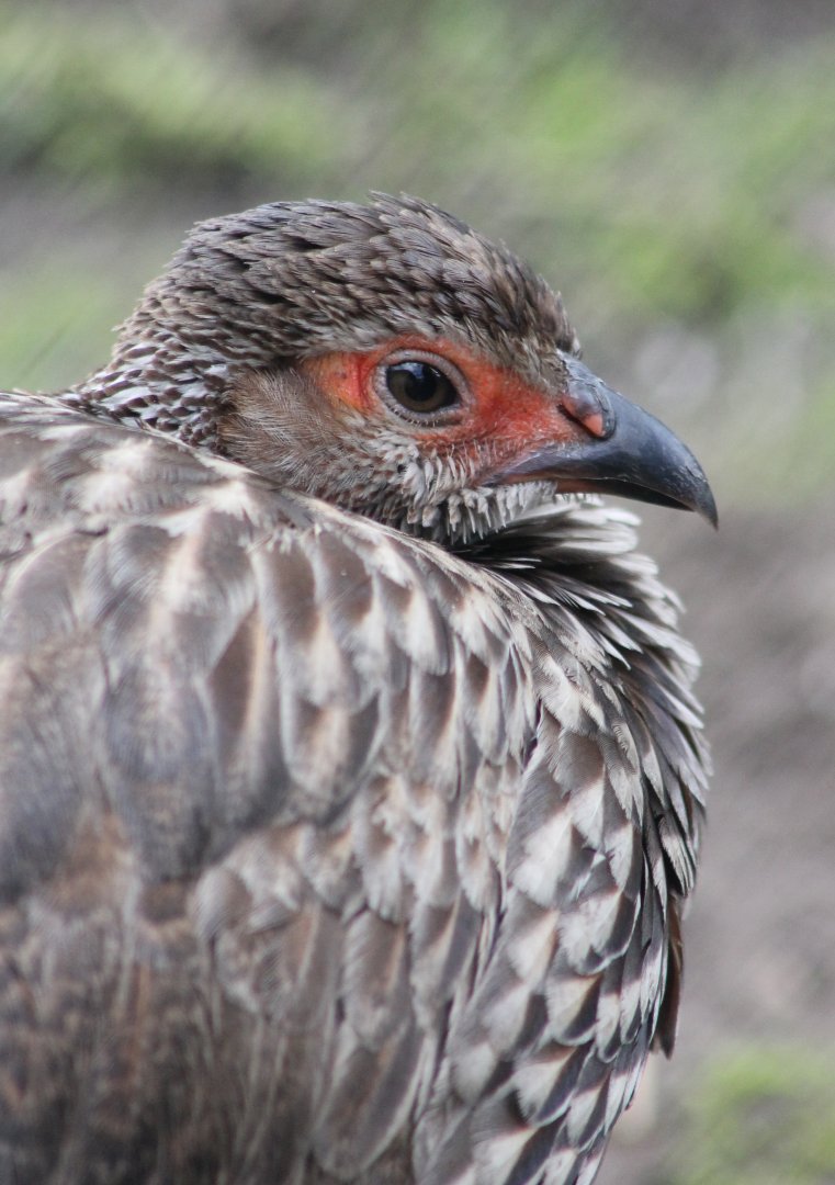 Yellow-necked francolin