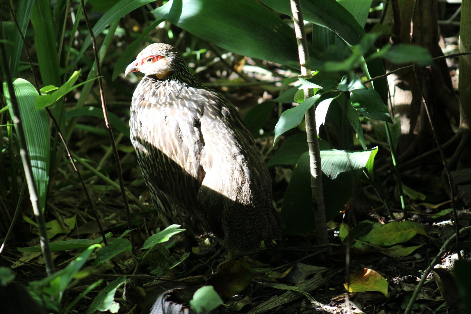 Yellow-Necked Francolin