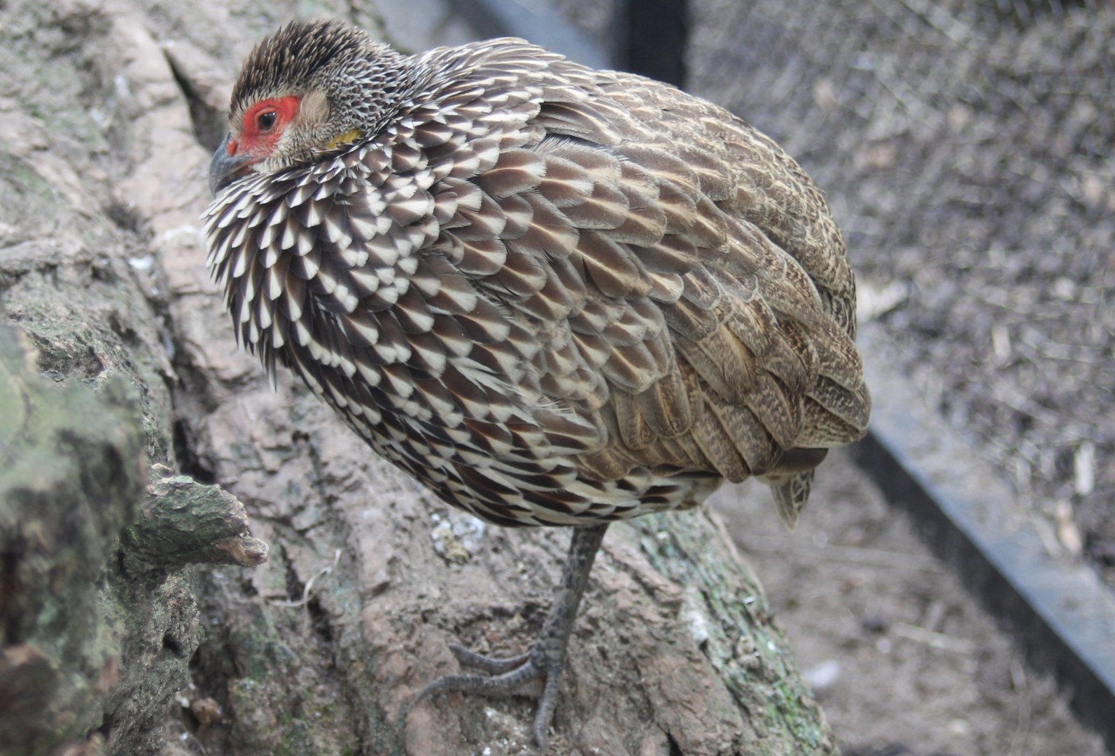 Yellow-necked francolin