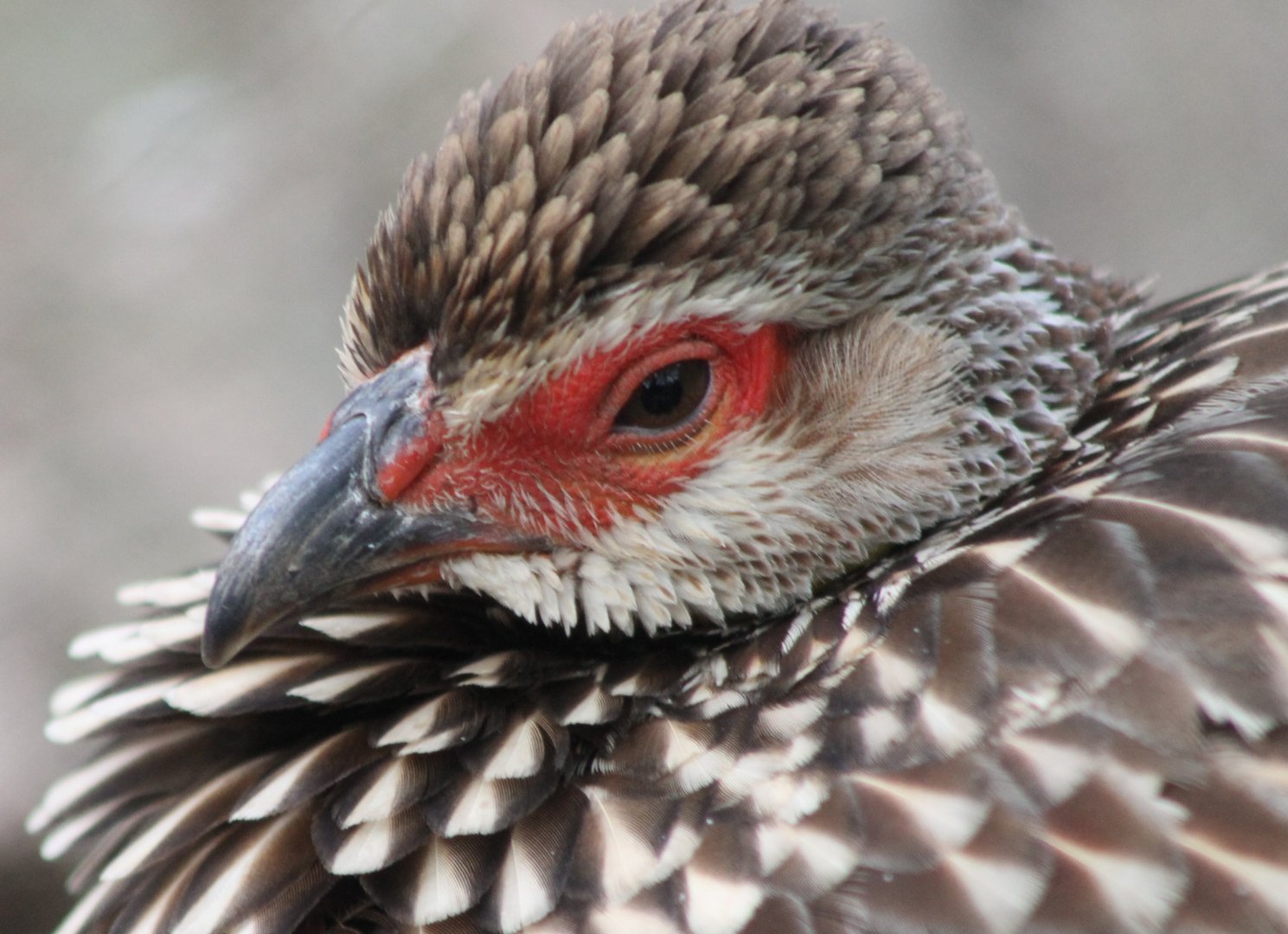 Yellow-necked francolin
