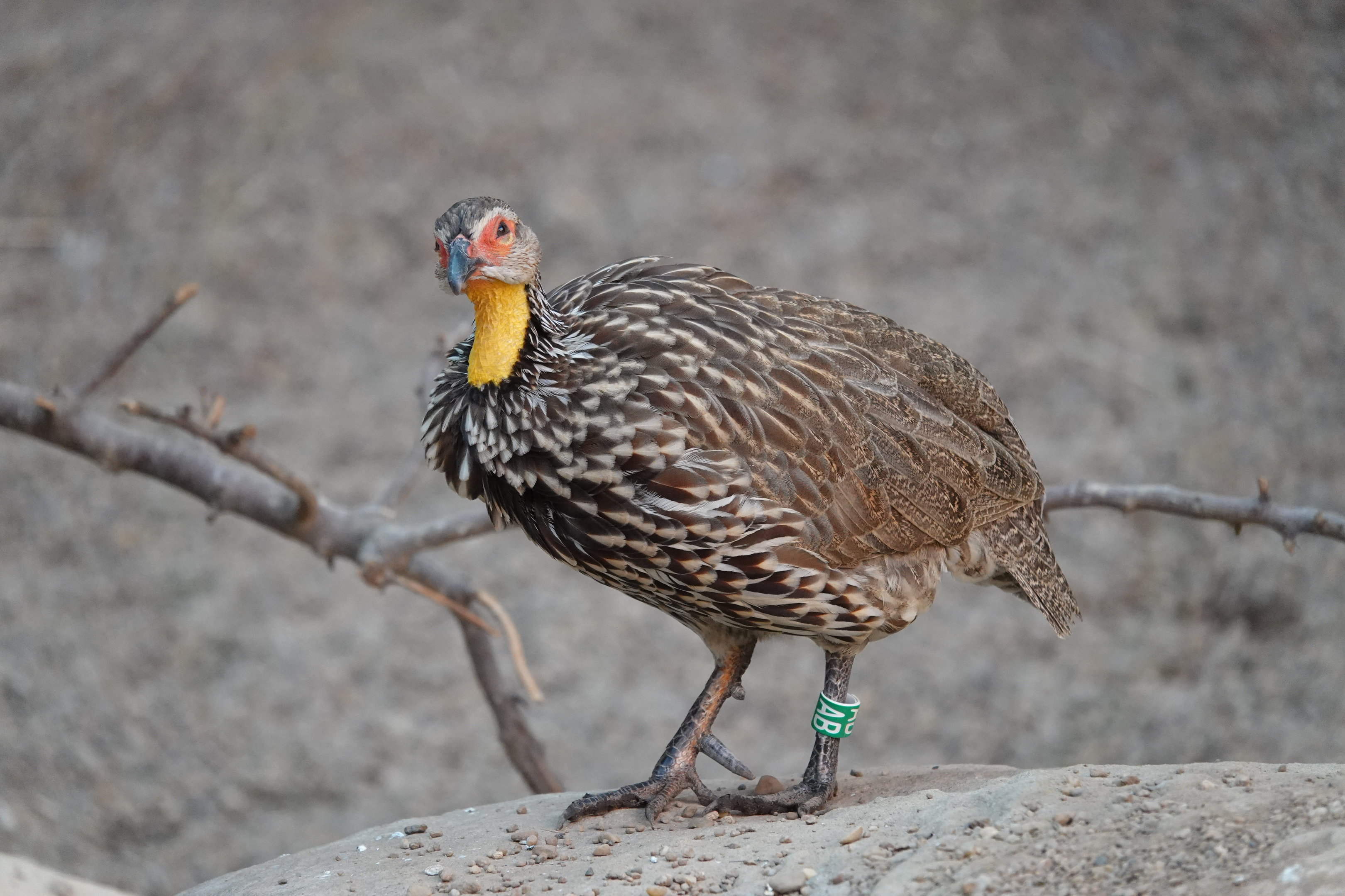 Yellow-necked francolin