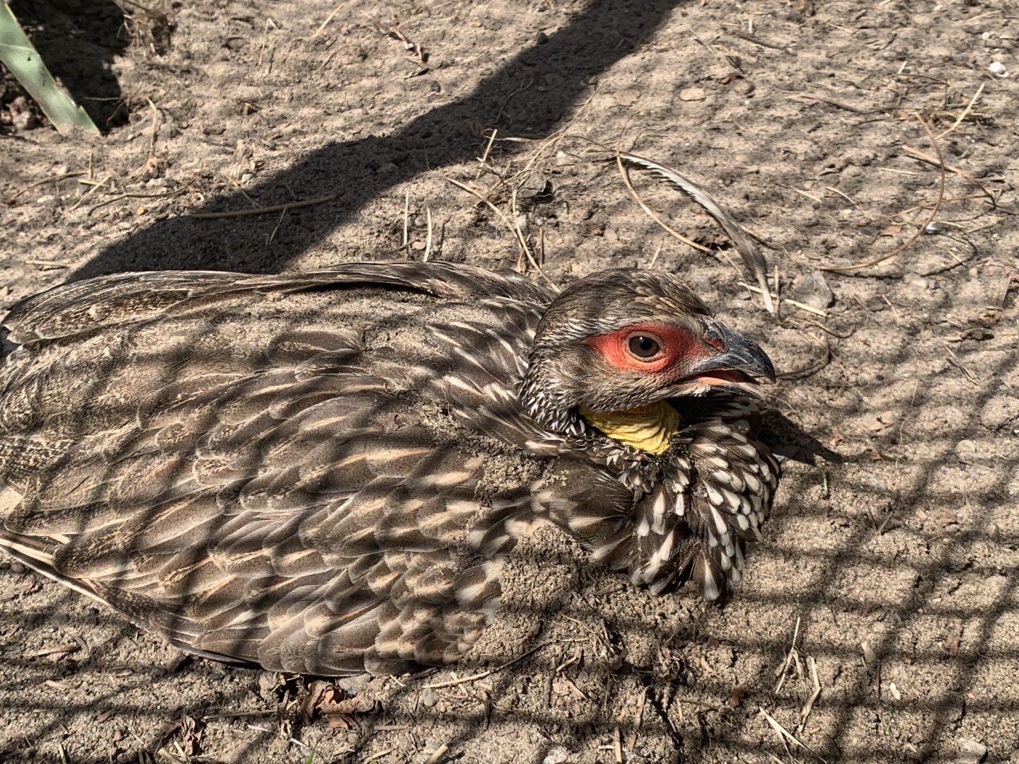 Yellow-necked francolin