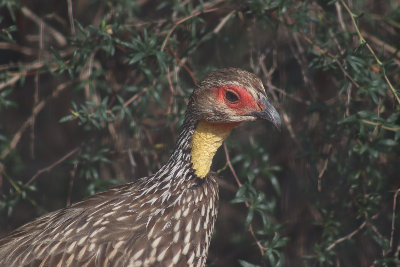 Yellow-necked Francolin