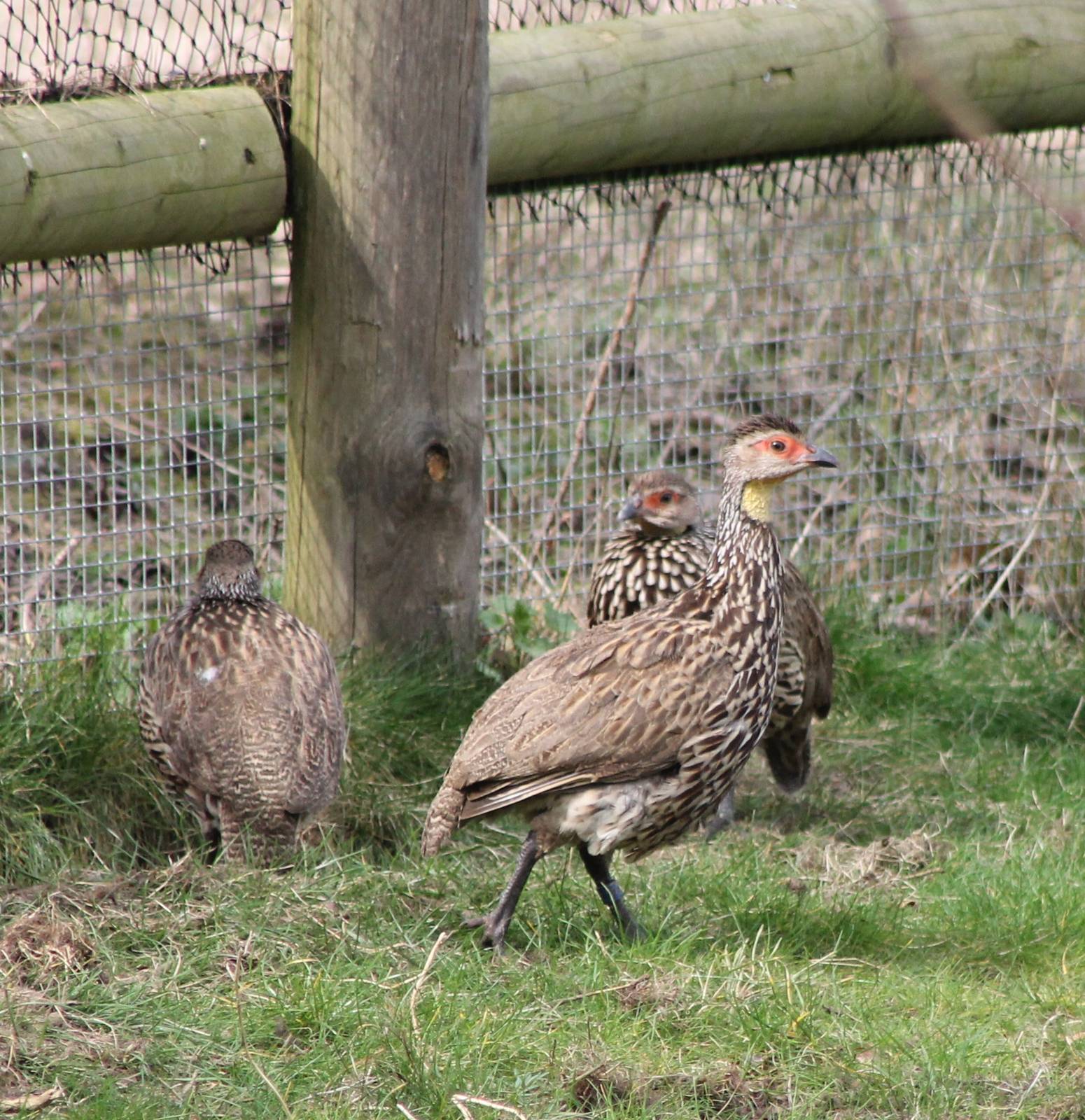 Yellow-necked francolins