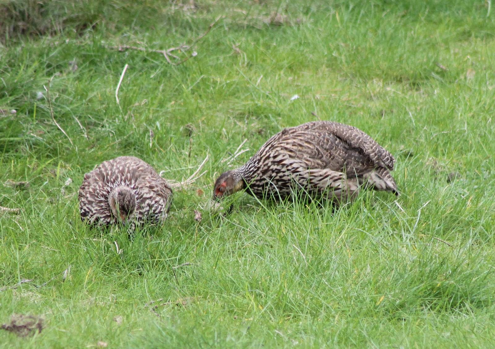 Yellow-necked francolins