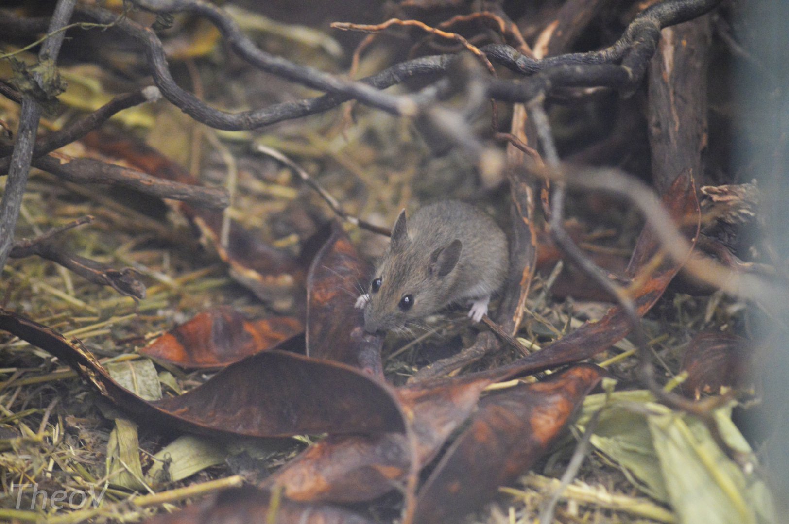 Yellow-necked mouse [2017]