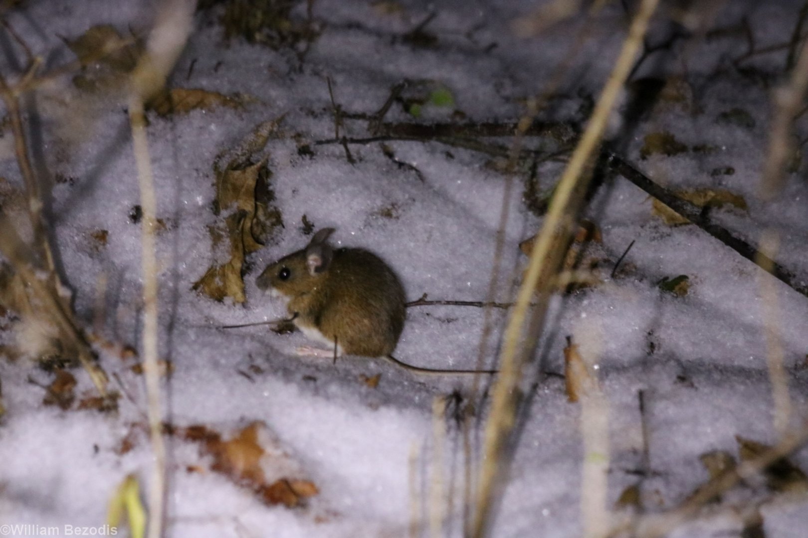 Yellow-necked Mouse - Bialowieza