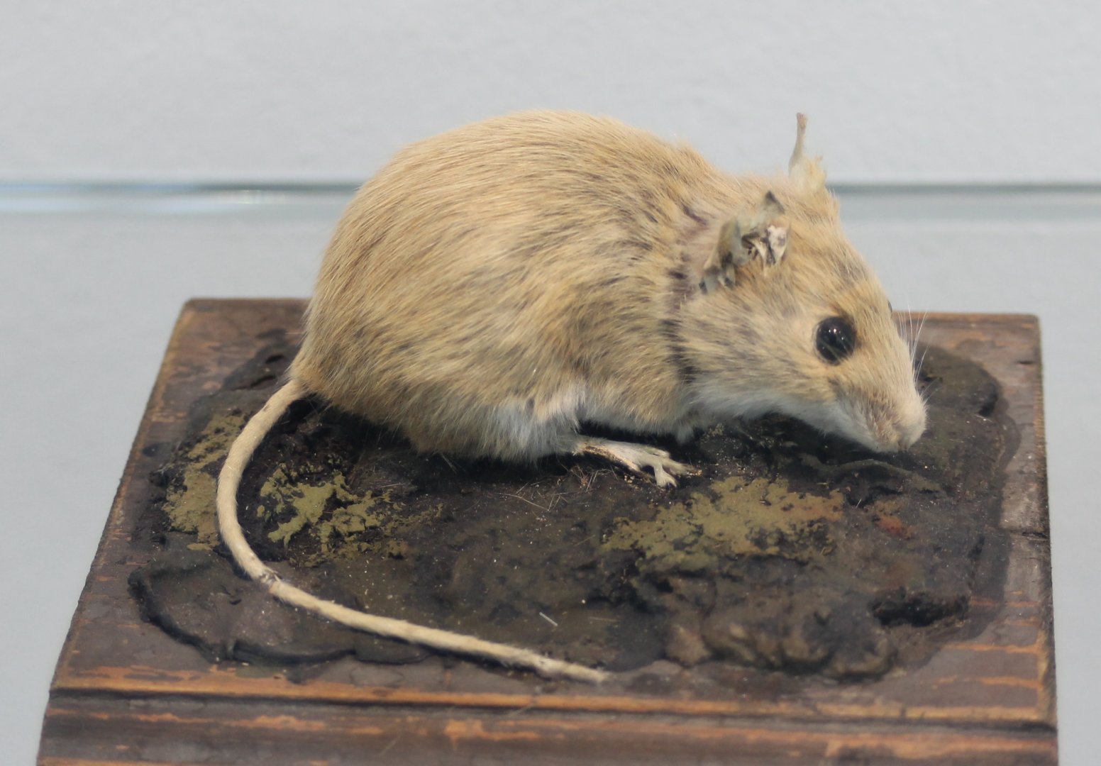 Yellow-necked mouse