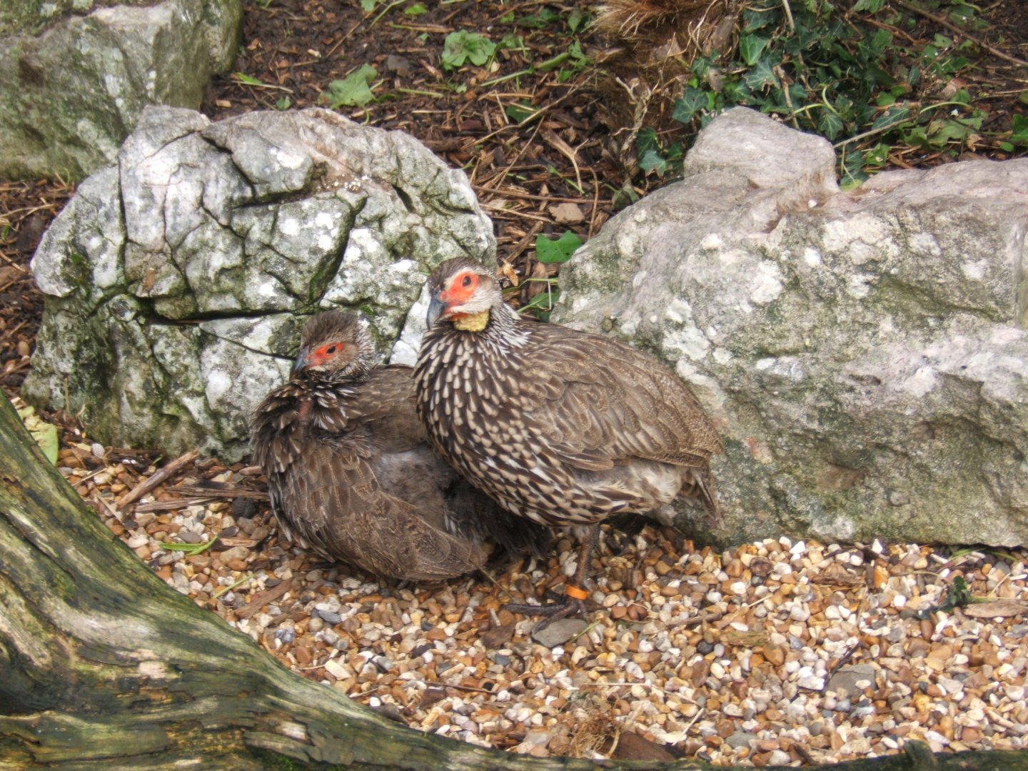 Yellow-necked Spurfowl 16/09/2017