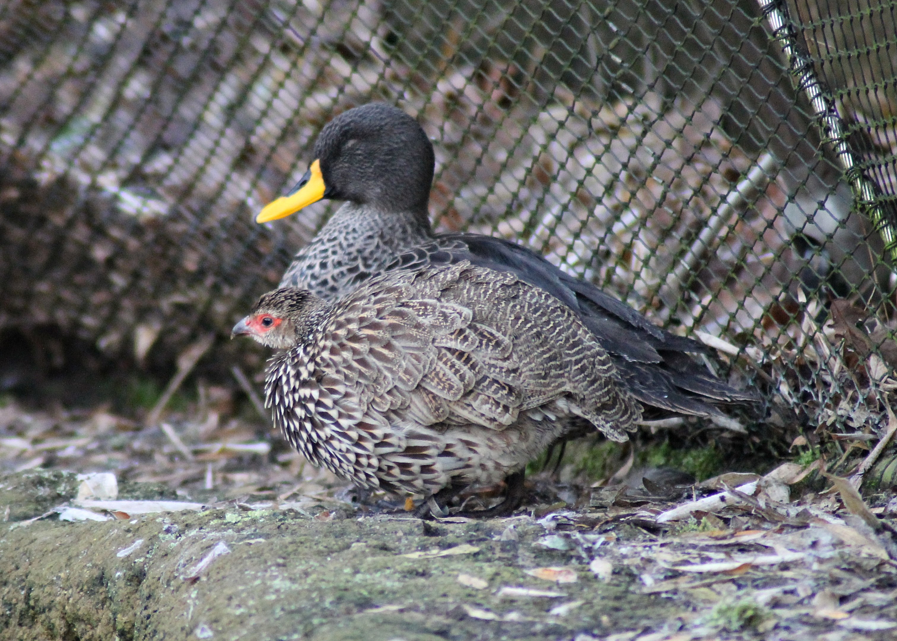 Yellow-necked spurfowl (Pternistis leucoscepus) and Yellow-billed duck (Anas undulata) - Afi Mountain