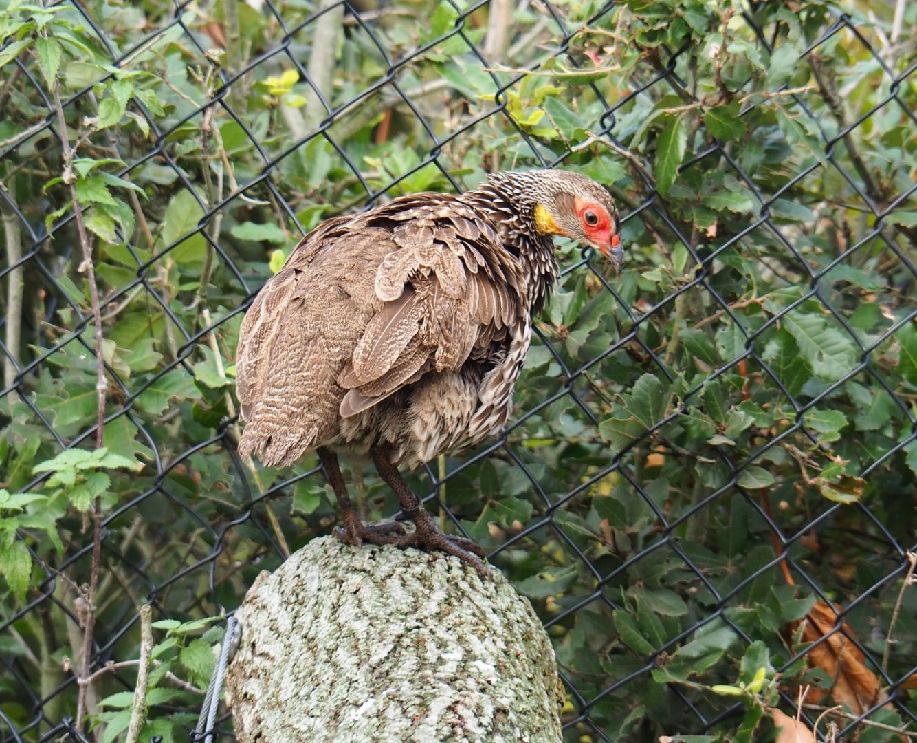 Yellow-necked spurfowl (Pternistis leucoscepus), Nov 10th, 2018