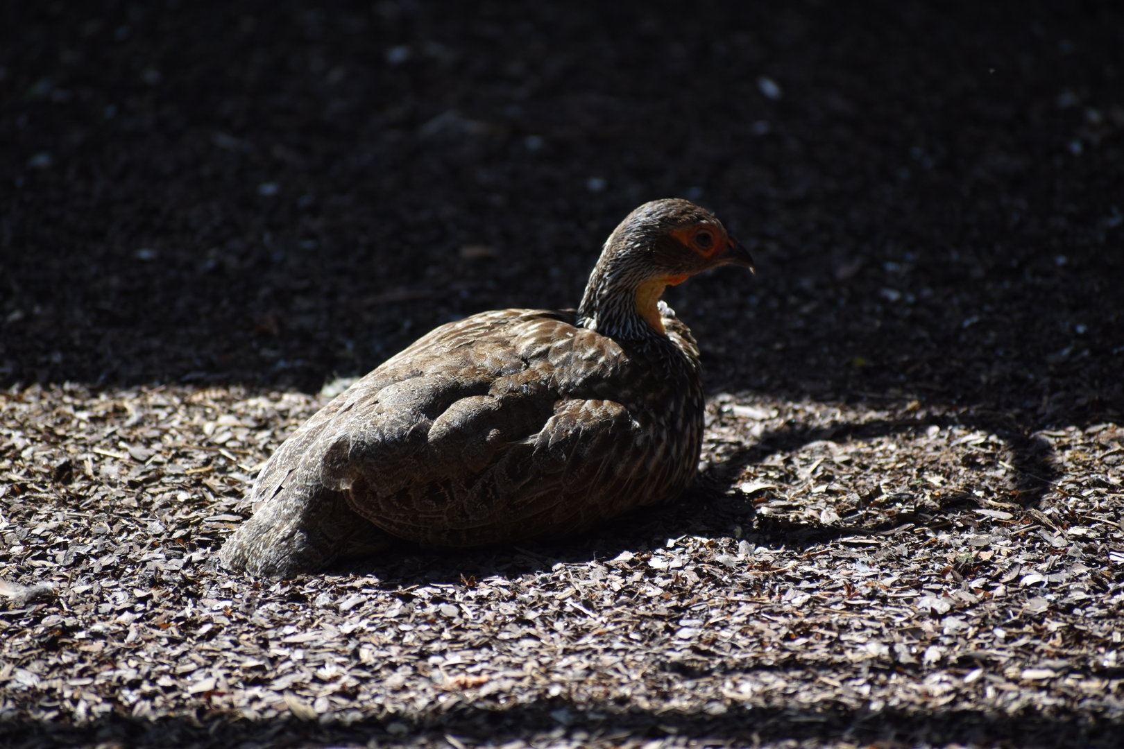 Yellow-necked Spurfowl - Pternistis leucoscepus