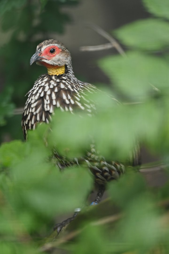 Yellow-necked Spurfowl Pternistis leucoscepus