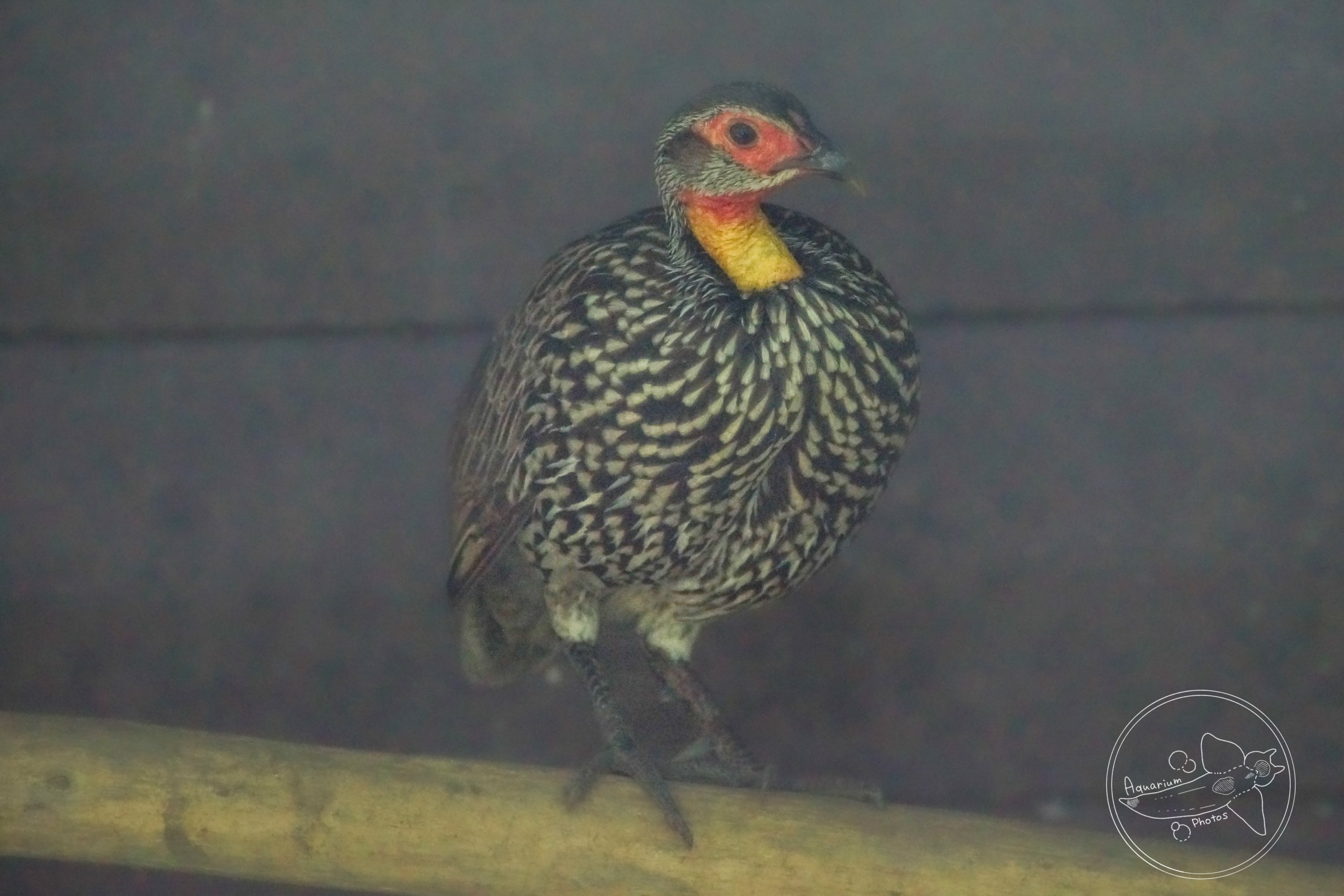 Yellow-necked Spurfowl (Pternistis leucoscepus)