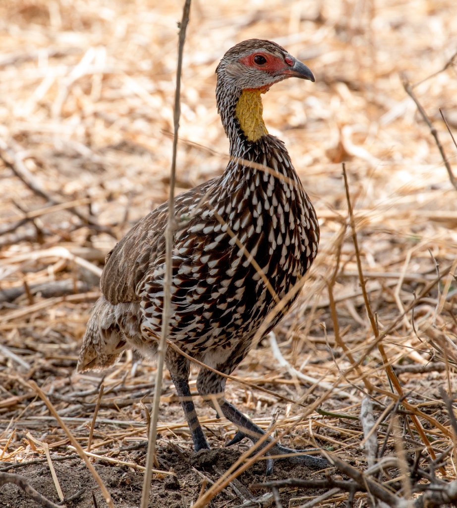 Yellow-necked Spurfowl