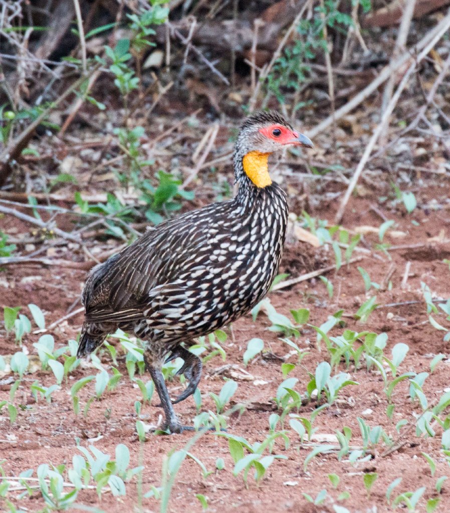 Yellow-necked Spurfowl