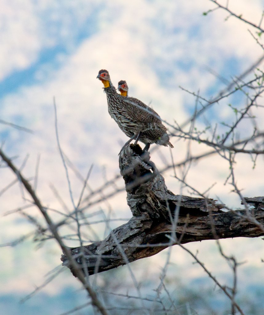 Yellow-necked Spurfowl