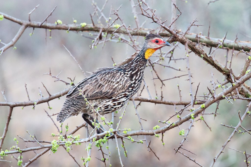 Yellow-necked Spurfowl