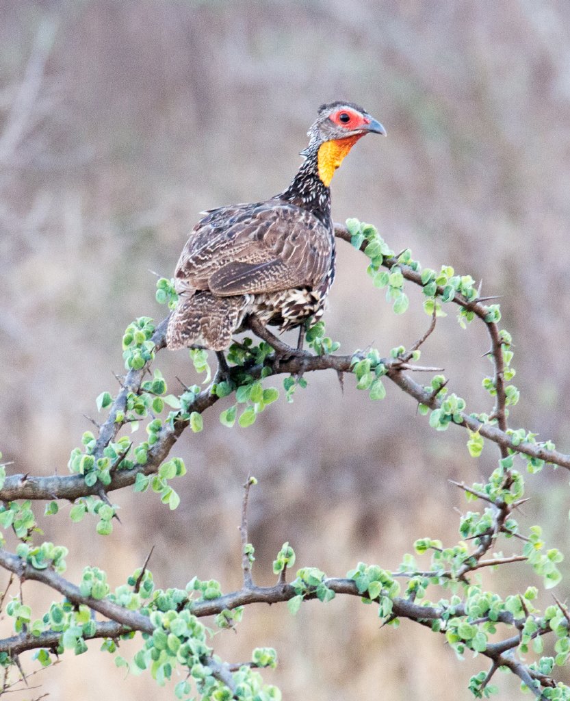 Yellow-necked Spurfowl