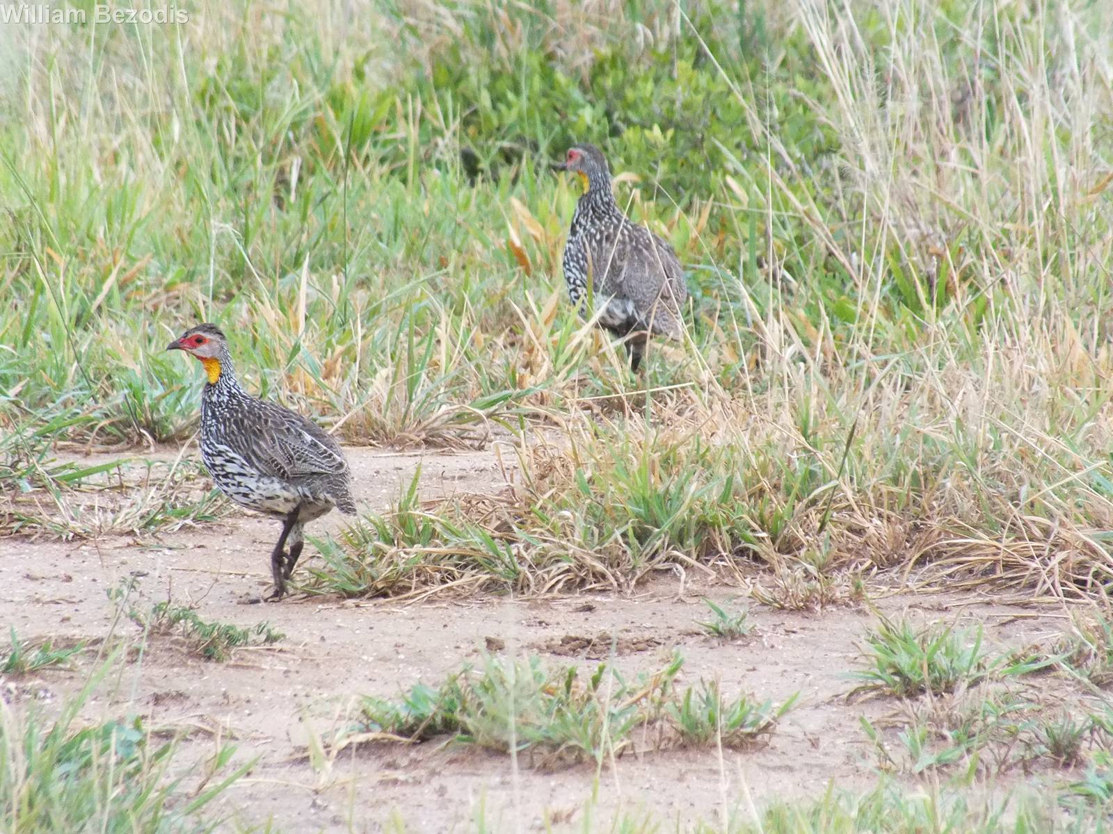 Yellow-necked Spurfowl