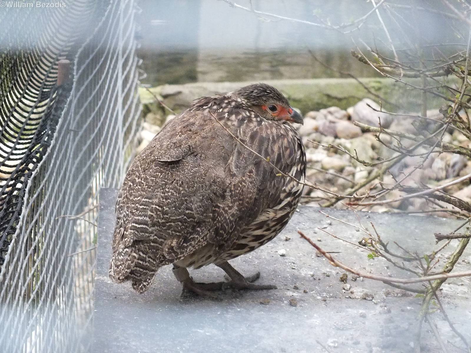 Yellow-necked Spurfowl